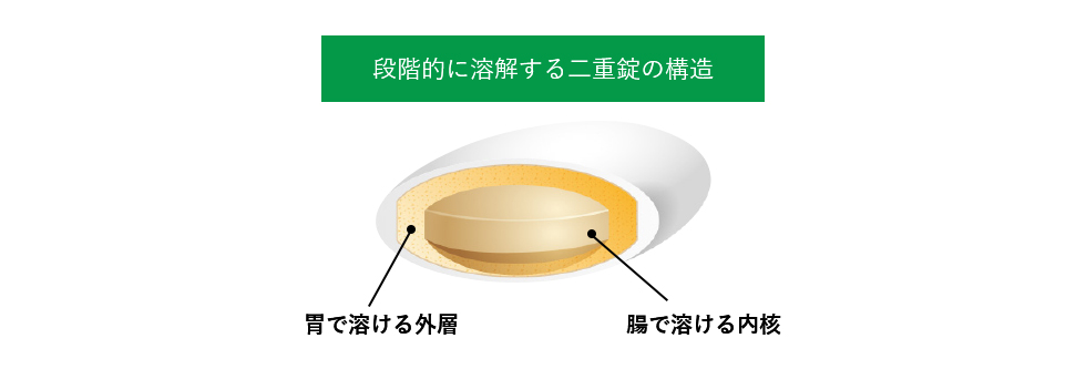 段階的に凍解する二重錠の構造　胃で溶ける外装　腸で溶ける内核
